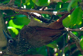 Cinnamon-throated Woodcreeper