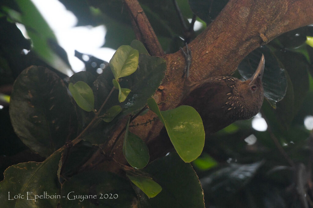 Cinnamon-throated Woodcreeper