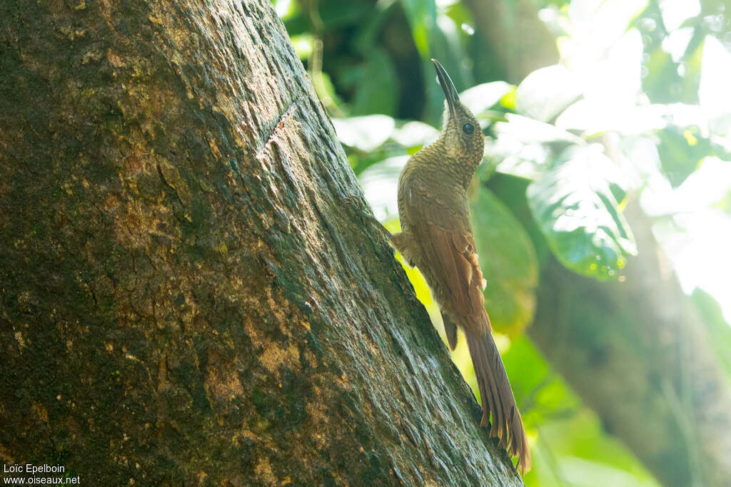 Amazonian Barred Woodcreeperadult, identification