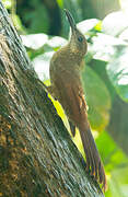 Amazonian Barred Woodcreeper