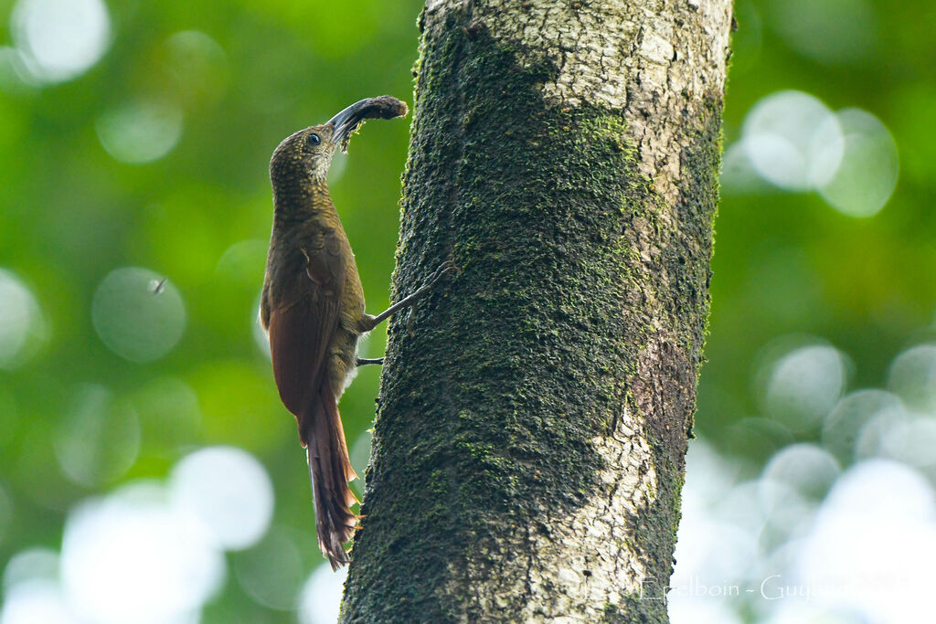 Amazonian Barred Woodcreeper