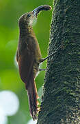 Amazonian Barred Woodcreeper