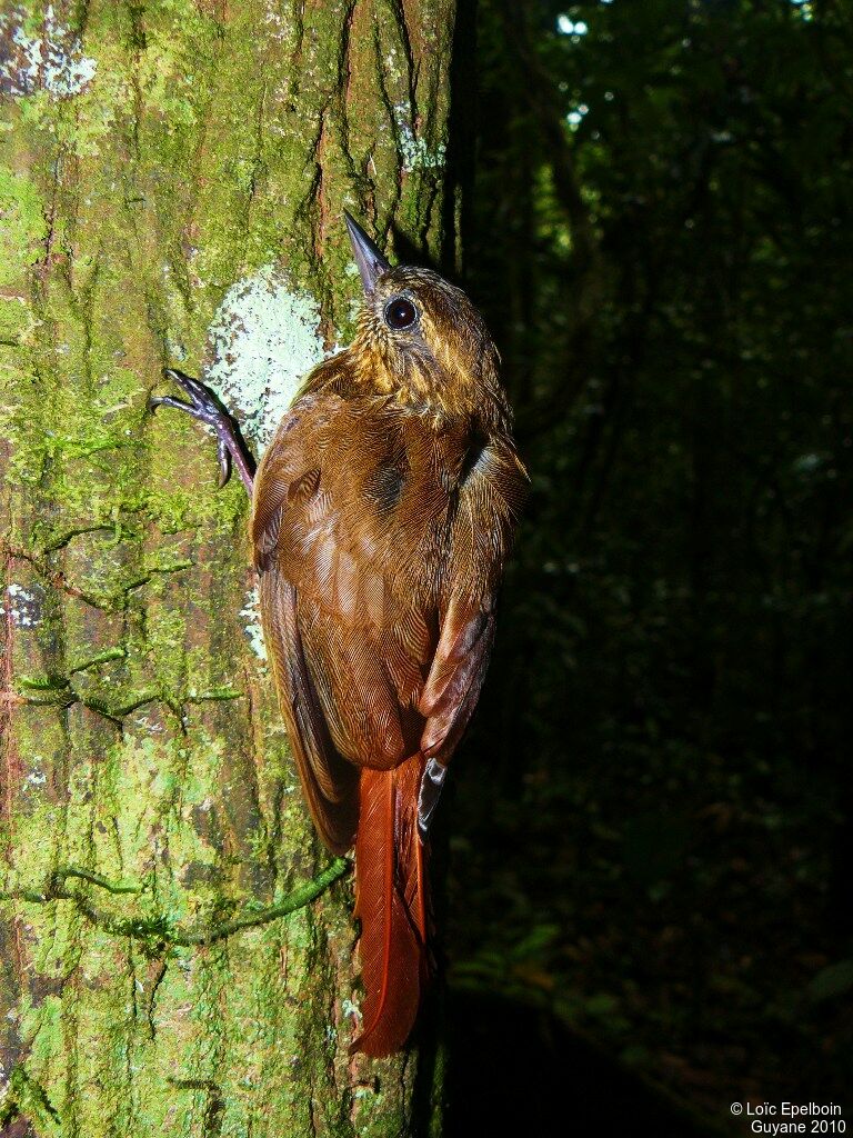 Wedge-billed Woodcreeper