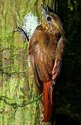 Wedge-billed Woodcreeper