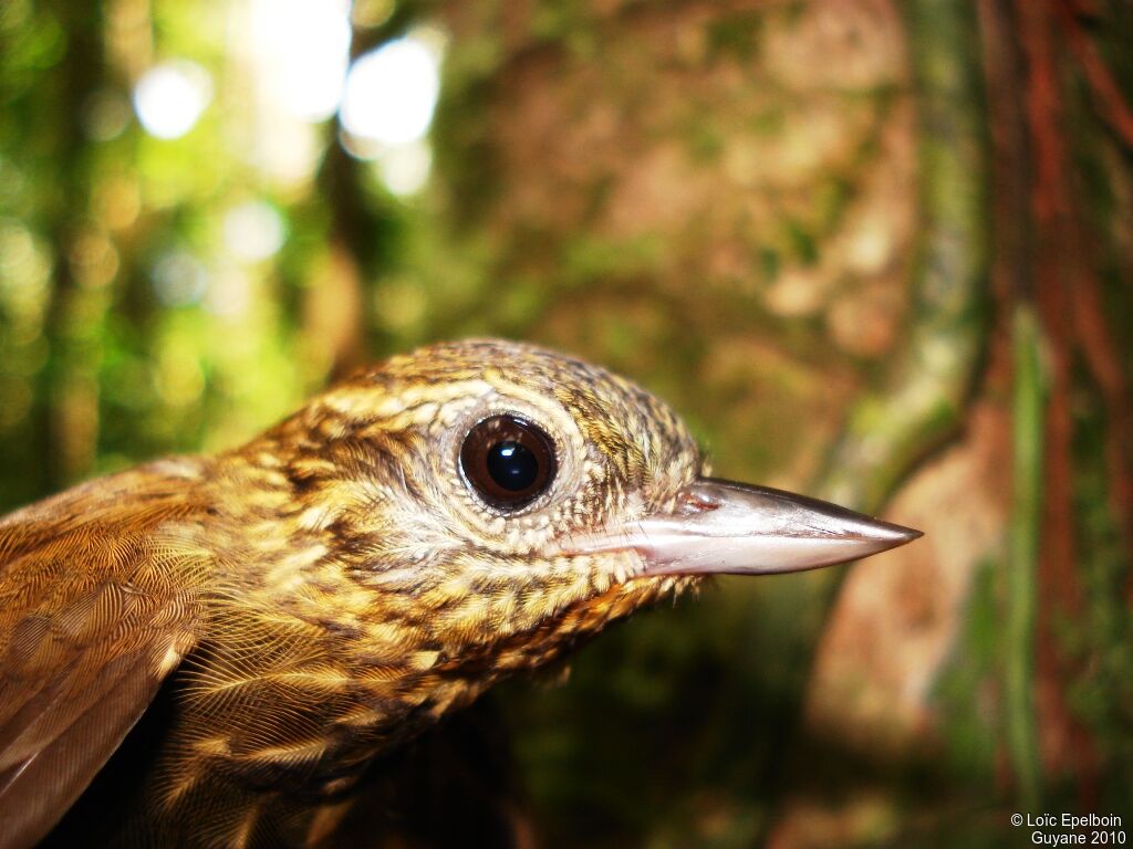 Wedge-billed Woodcreeper