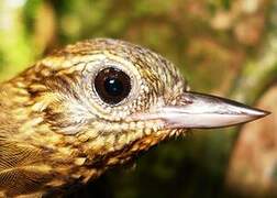 Wedge-billed Woodcreeper