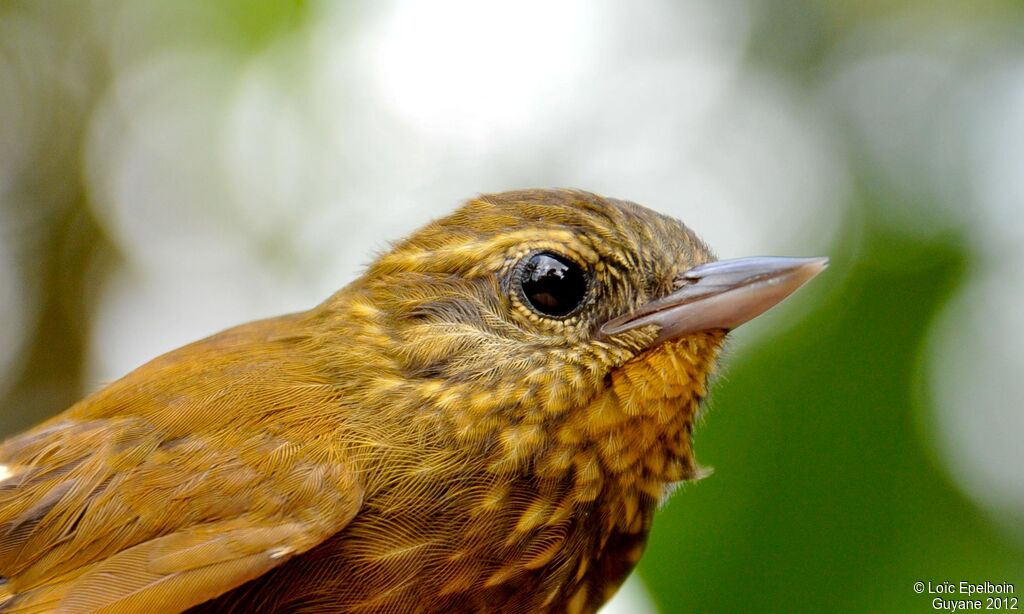 Wedge-billed Woodcreeper