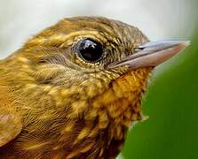 Wedge-billed Woodcreeper