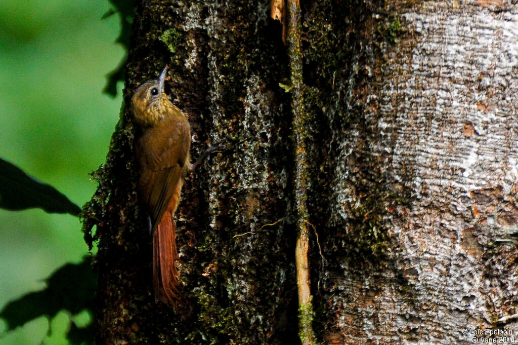 Wedge-billed Woodcreeper