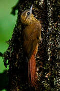 Wedge-billed Woodcreeper