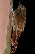 Wedge-billed Woodcreeper