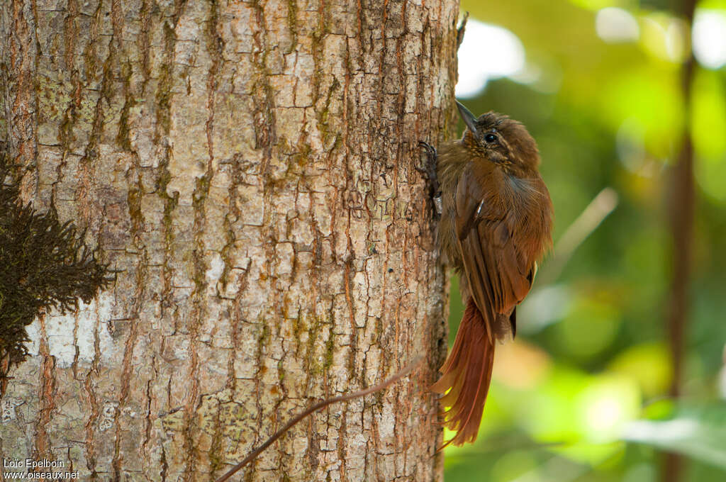 Wedge-billed Woodcreeperadult