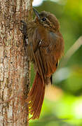 Wedge-billed Woodcreeper