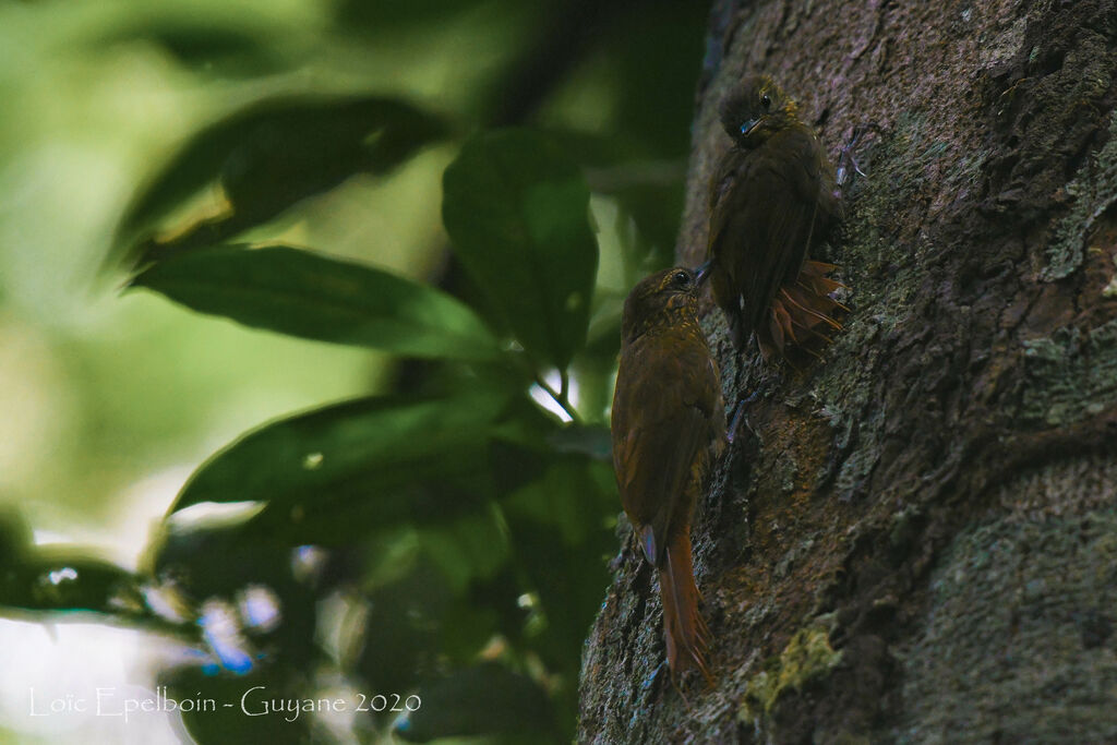 Wedge-billed Woodcreeperadult, mating.