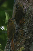 Wedge-billed Woodcreeper