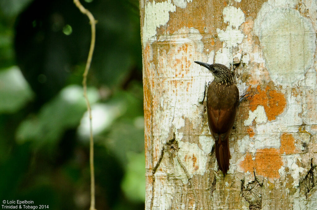 Cocoa Woodcreeper