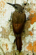 Cocoa Woodcreeper