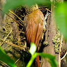 Grimpar cacao