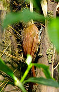 Cocoa Woodcreeper