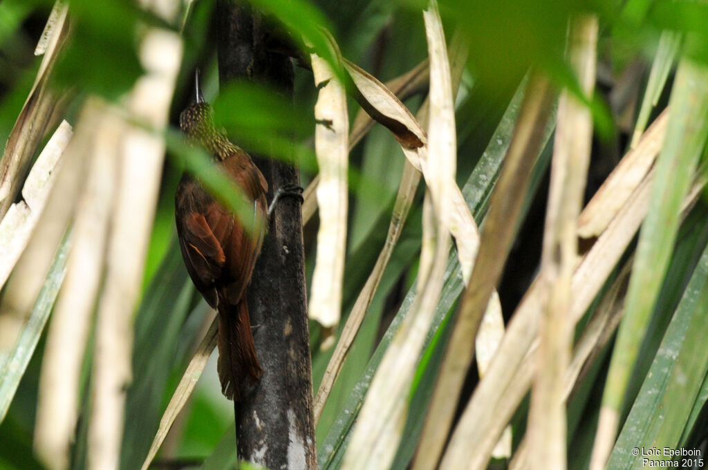 Cocoa Woodcreeper