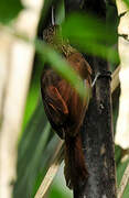 Cocoa Woodcreeper