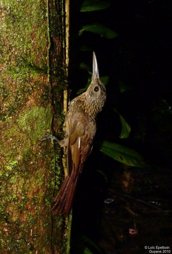 Buff-throated Woodcreeper