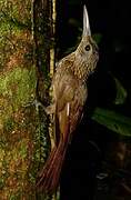 Buff-throated Woodcreeper