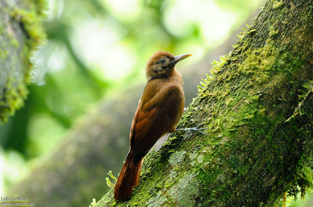 Plain-brown Woodcreeperadult, identification