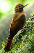 Plain-brown Woodcreeper