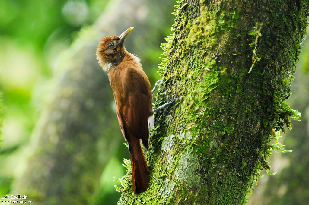 Plain-brown Woodcreeperadult, identification, Behaviour