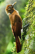 Plain-brown Woodcreeper