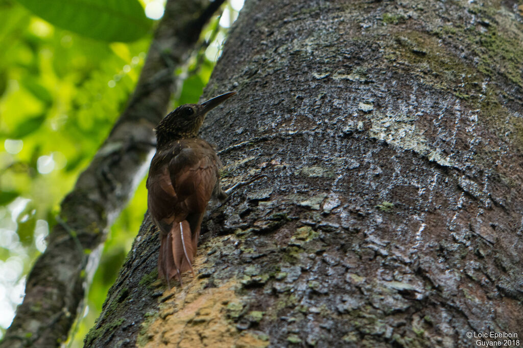 Chestnut-rumped Woodcreeper