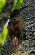 Chestnut-rumped Woodcreeper