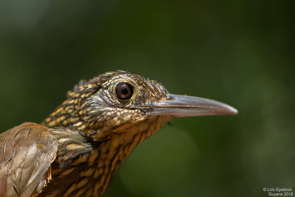 Chestnut-rumped Woodcreeper