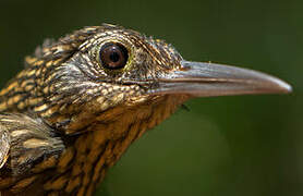 Chestnut-rumped Woodcreeper