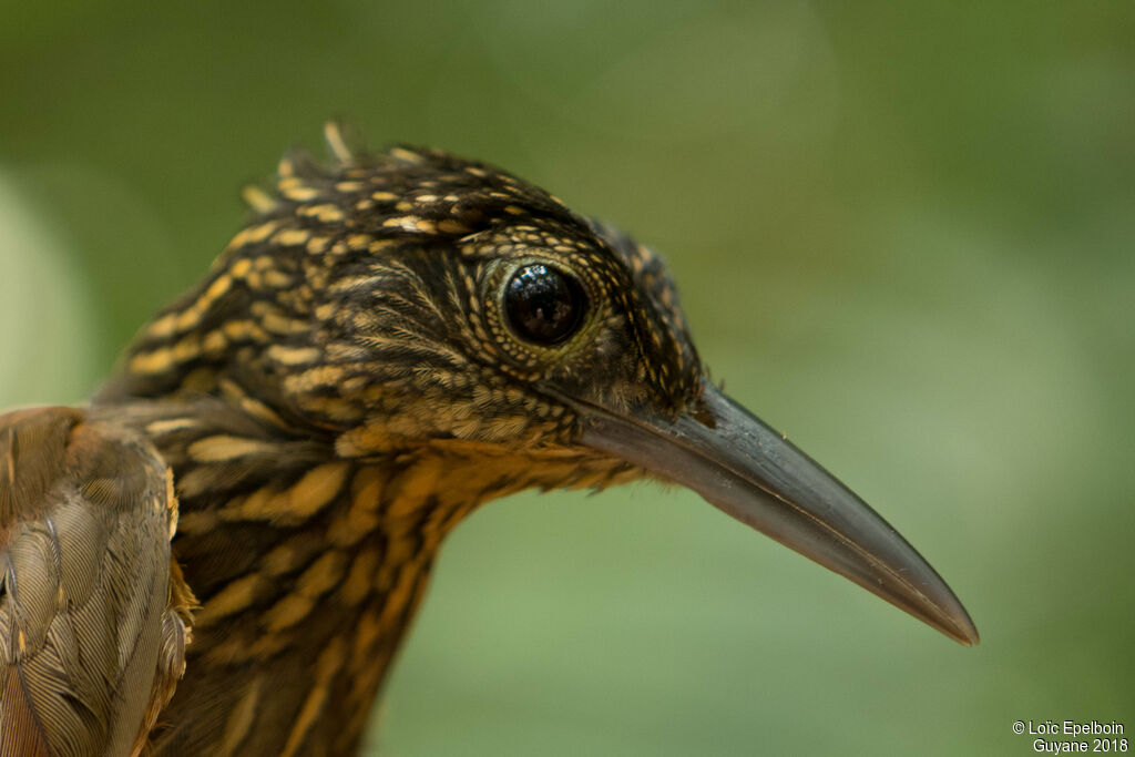 Chestnut-rumped Woodcreeper