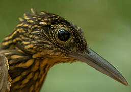 Chestnut-rumped Woodcreeper