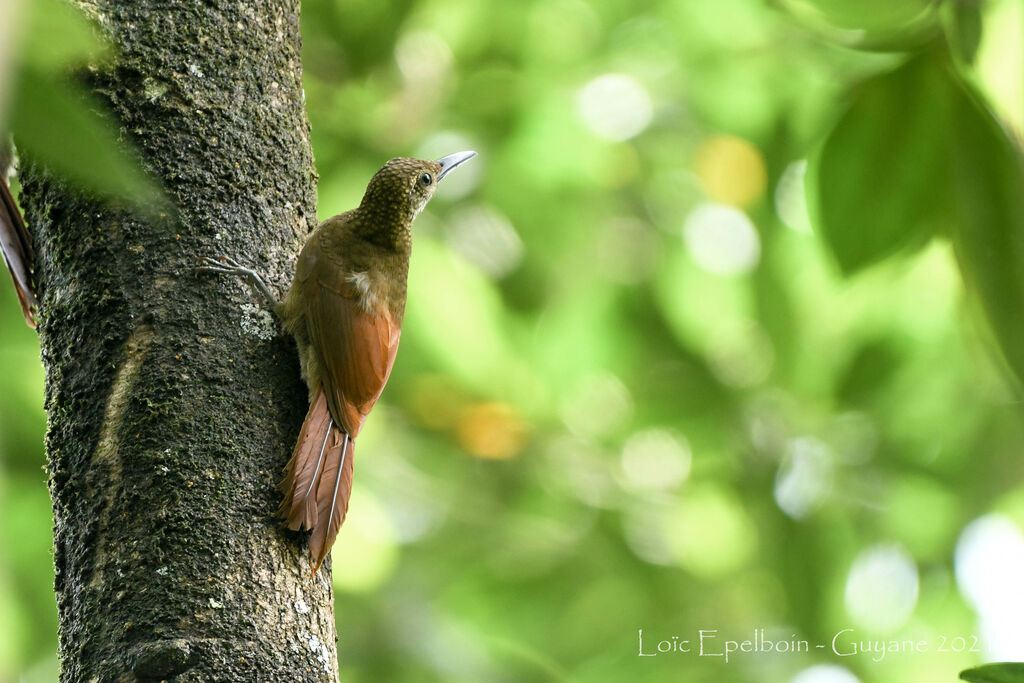 Chestnut-rumped Woodcreeper