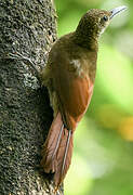 Chestnut-rumped Woodcreeper