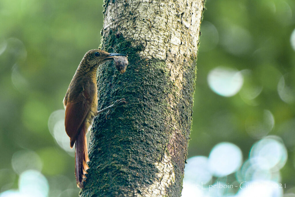 Chestnut-rumped Woodcreeper