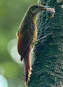 Chestnut-rumped Woodcreeper