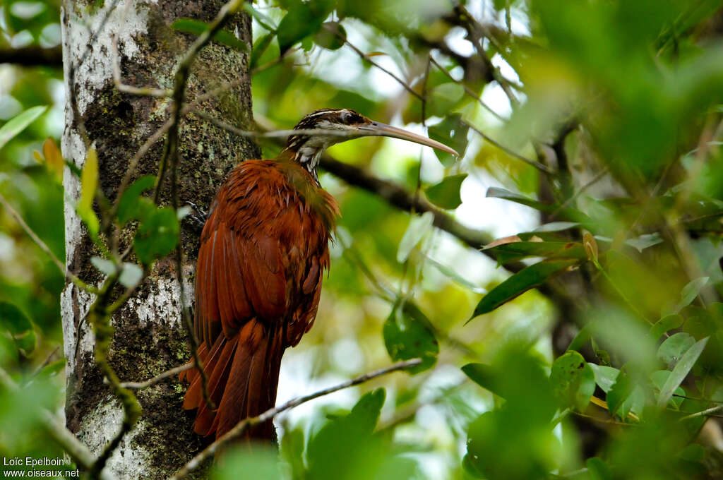 Long-billed Woodcreeperadult, identification