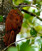 Long-billed Woodcreeper