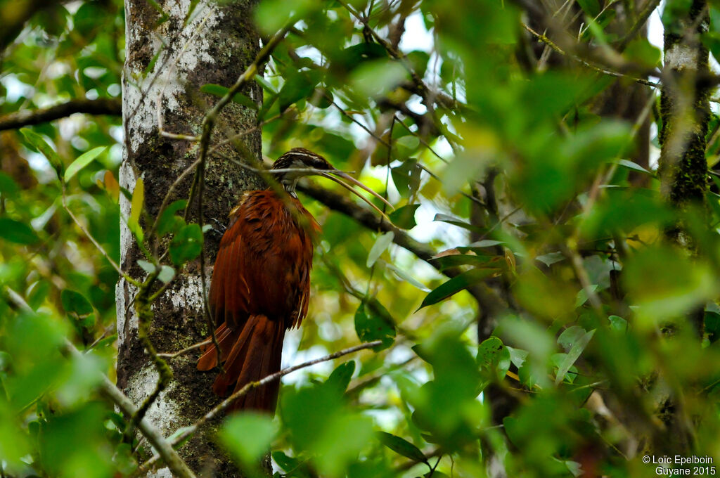 Long-billed Woodcreeper