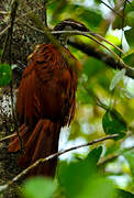 Long-billed Woodcreeper