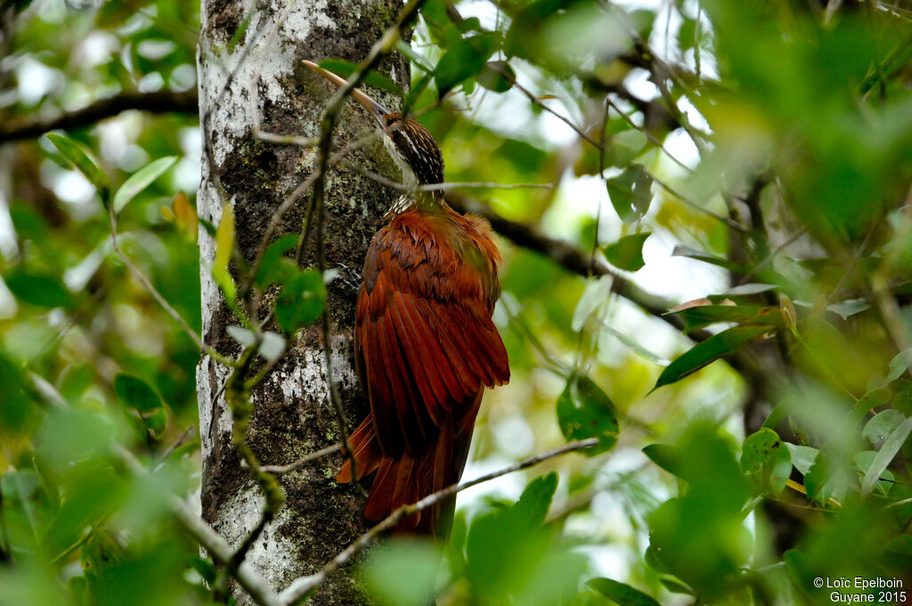 Long-billed Woodcreeper