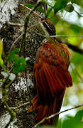 Long-billed Woodcreeper