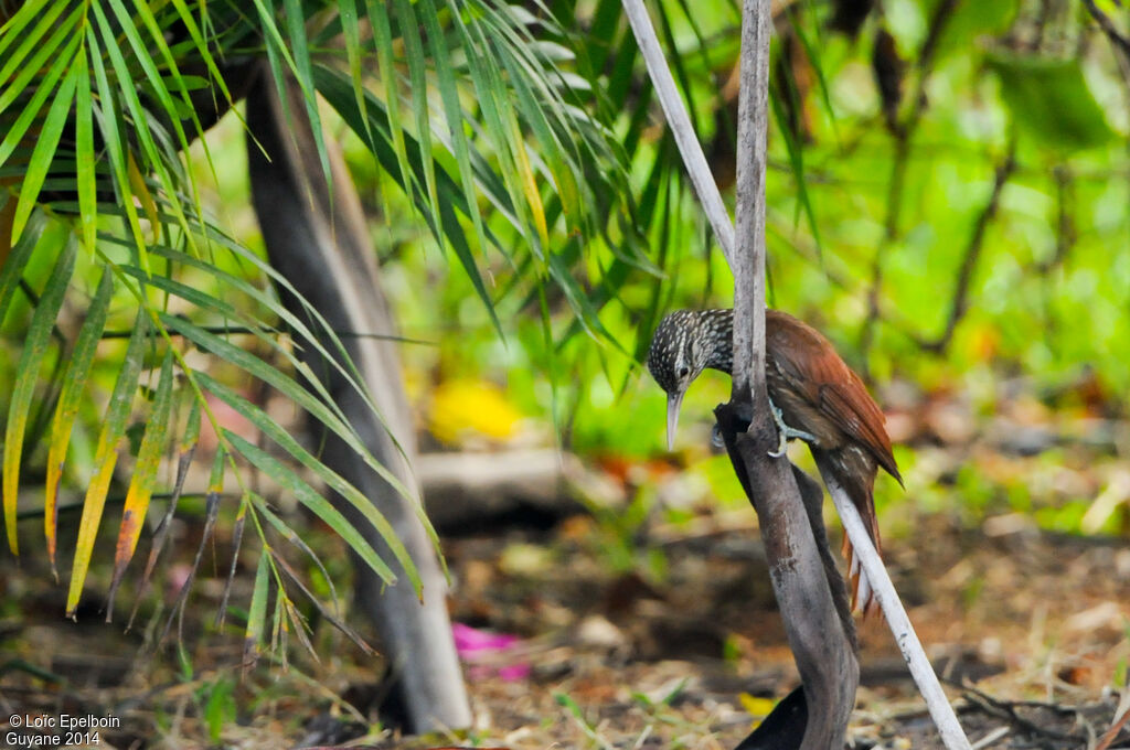 Straight-billed Woodcreeper