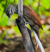 Straight-billed Woodcreeper