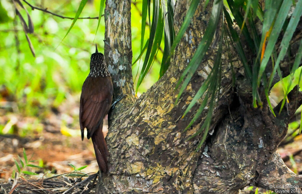 Straight-billed Woodcreeper